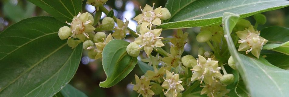 خرید نهال کنار پیوندی بوشهر