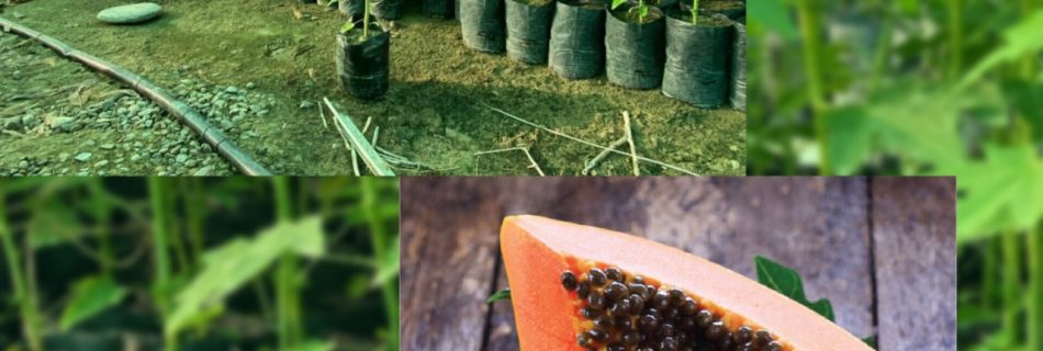 قیمت عمده نهال پاپایا