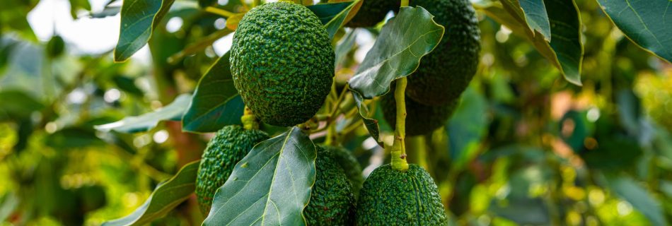 خرید نهال آووکادو اصلاح شده