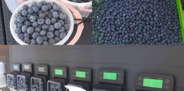 فروش عمده نهال بلوبری