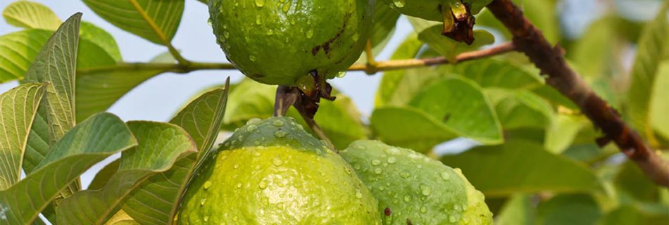 فروش نهال گواوا زرد