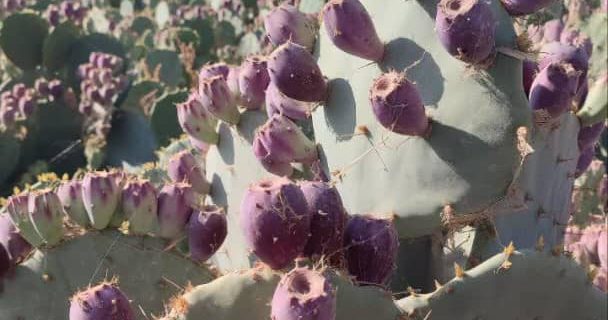 فروش نهال کاکتوس میوه دار