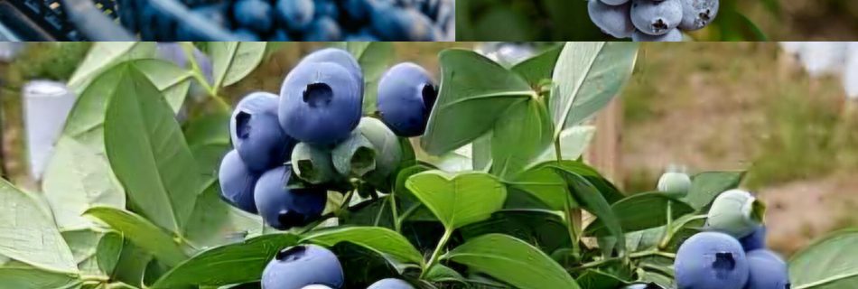 خرید عمده بلوبری