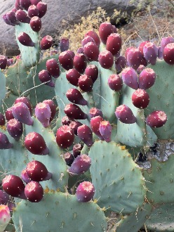 خرید نهال کاکتوس میوه ده