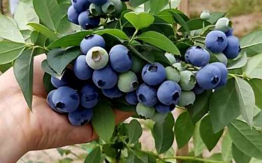 فروش عمده نهال بلوبری