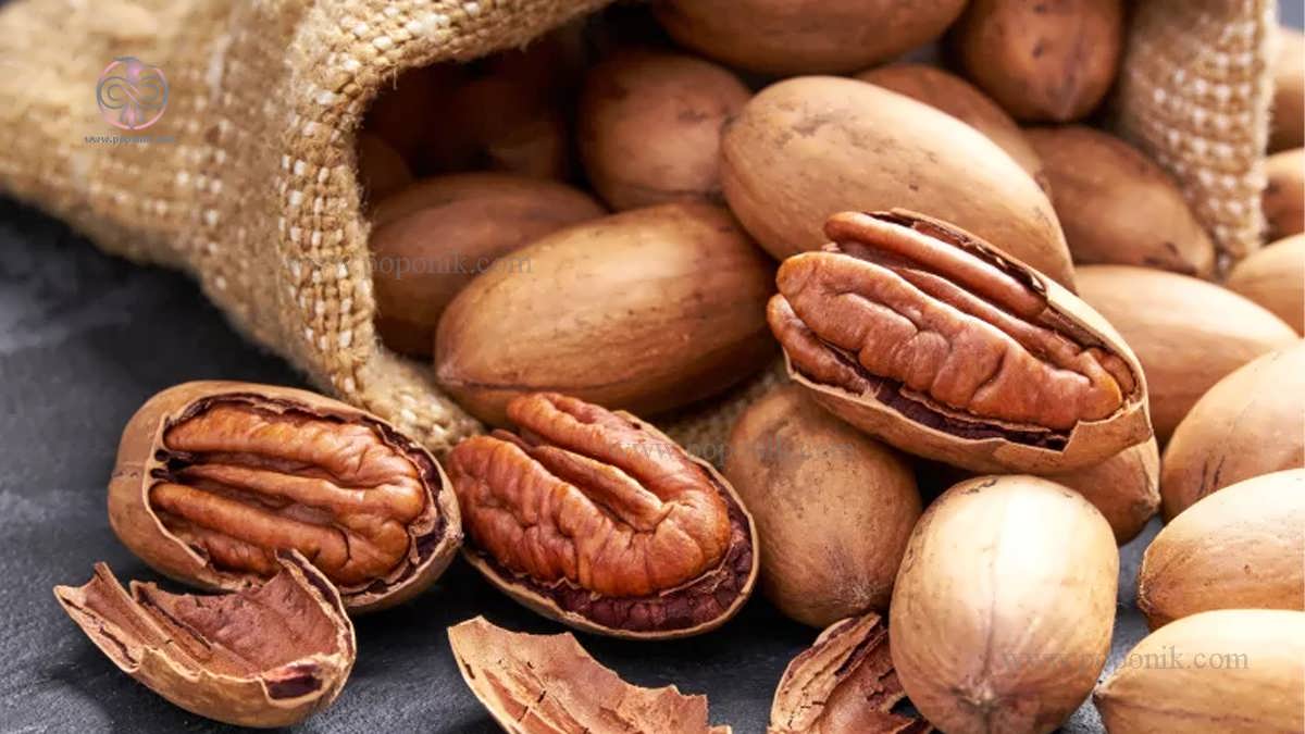 فروش فوق العاده گردو پکان