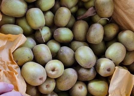 فروش کیوی تو سرخ