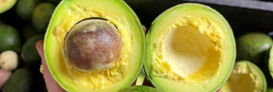 فروش عمده اووکادو ایرانی