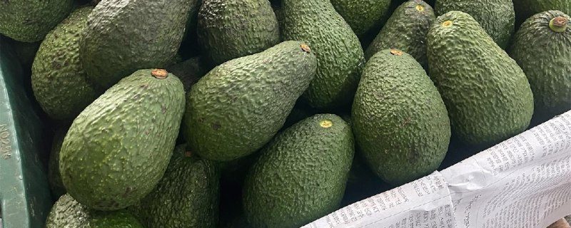 خرید آووکادو کیلویی