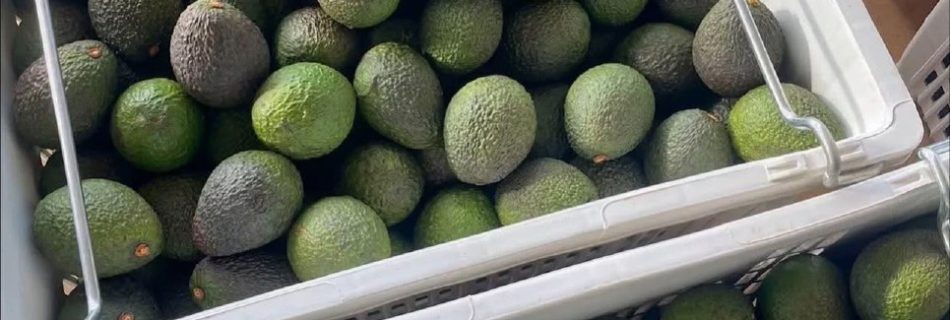 خرید آووکادو کیلویی