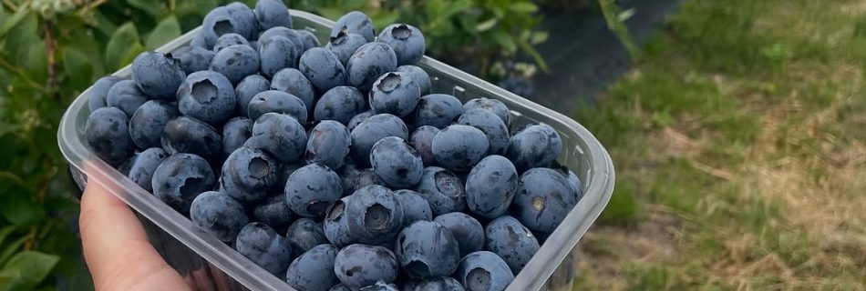 قیمت بلوبری تازه