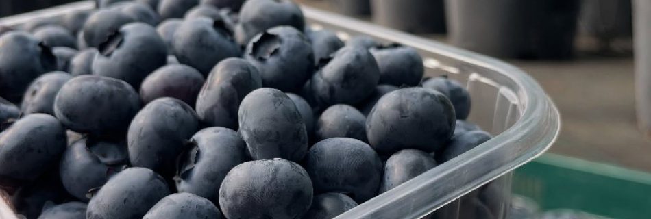 صادرات بلوبری