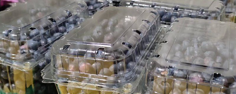 صادرات میوه بلوبری