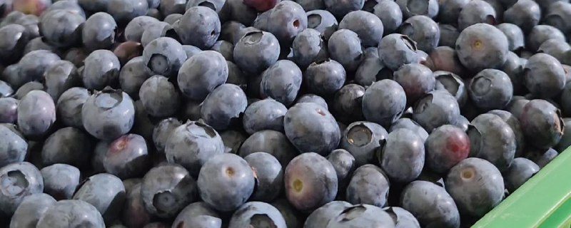 خرید بلوبری تولید داخل