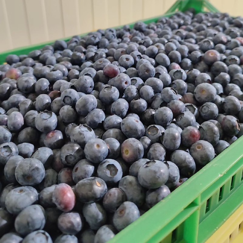 خرید بلوبری تولید داخل