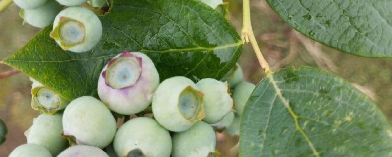 خرید نهال گلدانی بلوبری