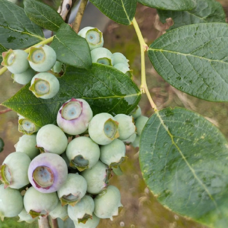 خرید نهال گلدانی بلوبری