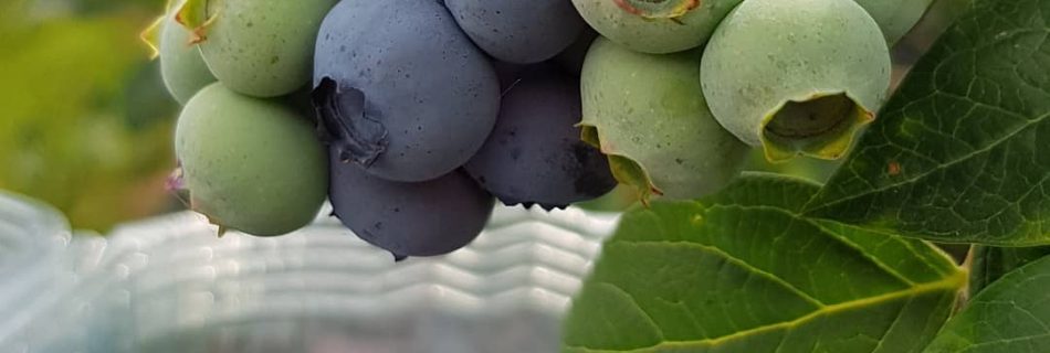 قیمت نهال بلوبری