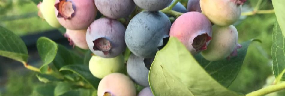 فروش نهال بلوبری در گیلان