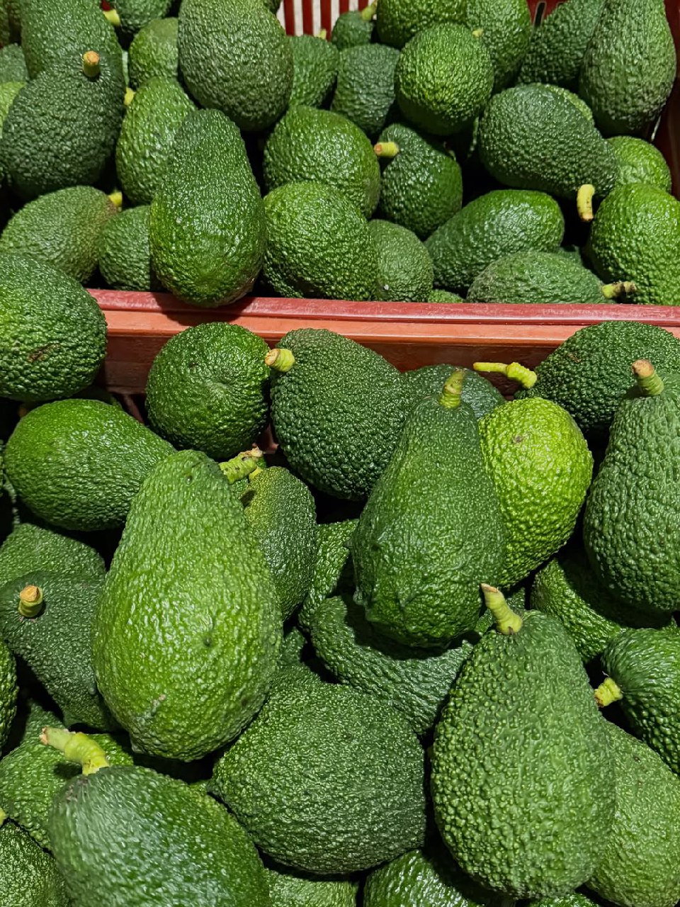 خرید اینترنتی آووکادو