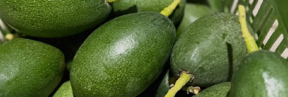 فروش آووکادو زوتانو