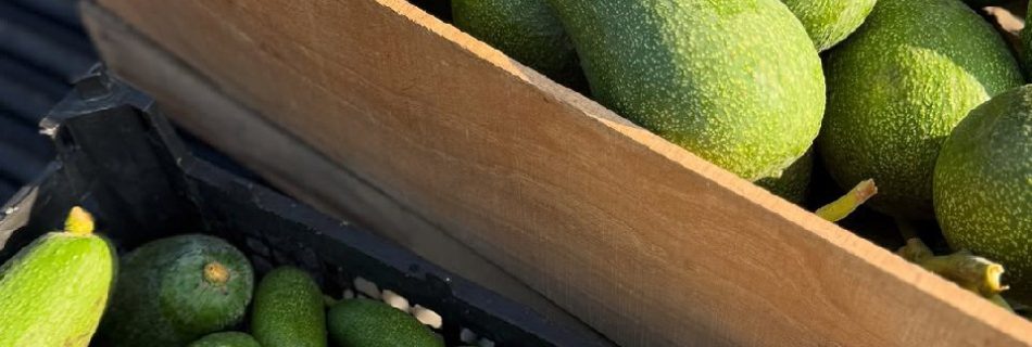 خرید آووکادو زوتانو