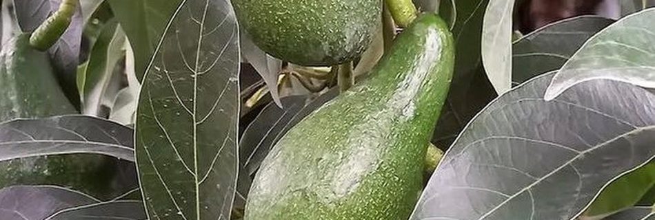 فروش نهال آووکادو