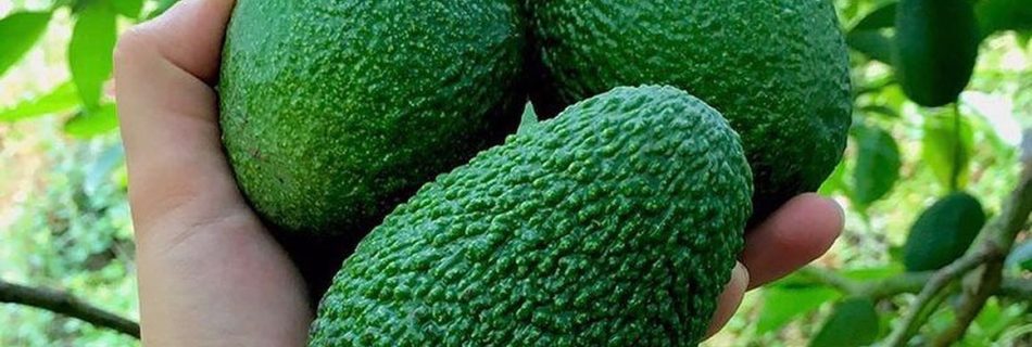 فروش عمده نهال آووکادو پیوندی