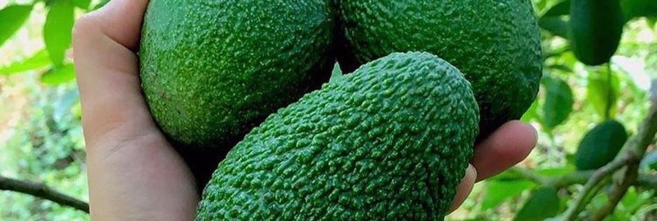 پخش آووکادو ایرانی