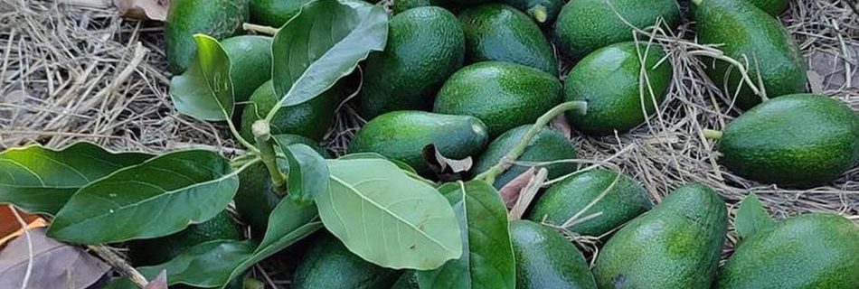 قیمت عمده اووکادو