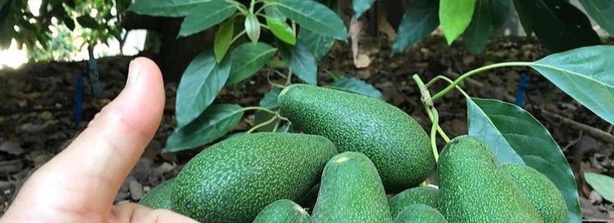 خرید آووکادو کیلویی