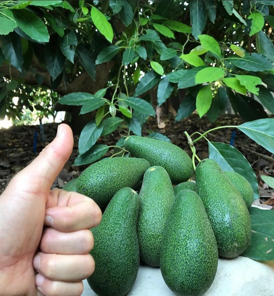 خرید آووکادو کیلویی