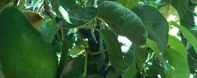 قیمت عمده نهال آووکادو