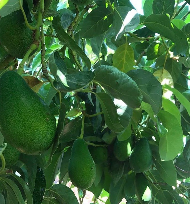 قیمت عمده نهال آووکادو