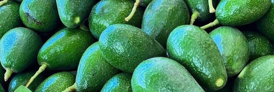فروش عمده میوه آووکادو