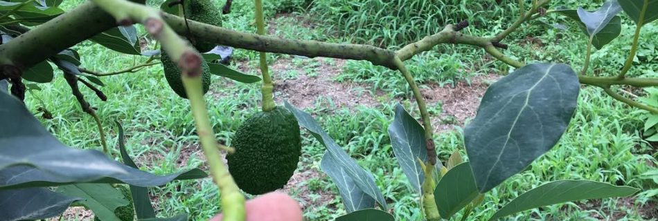 فروش عمده نهال اووکادو