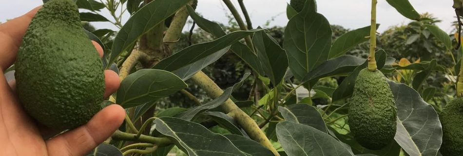 فروش عمده اووکادو تولید داخل