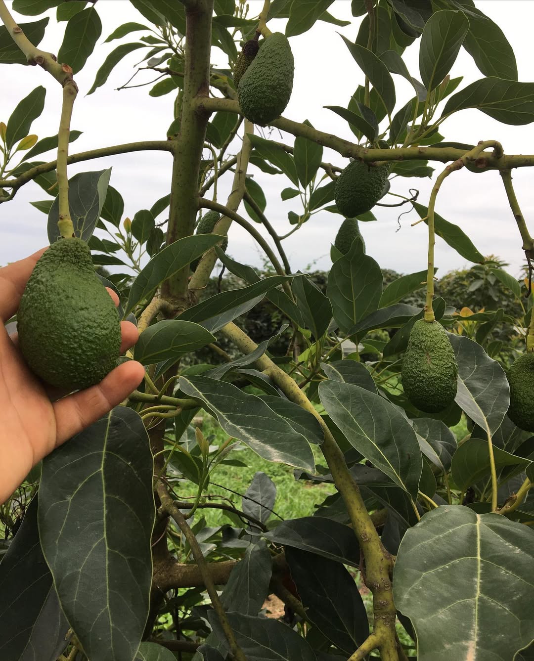 فروش عمده اووکادو تولید داخل