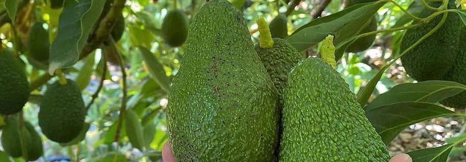 خرید نهال اووکادو هس