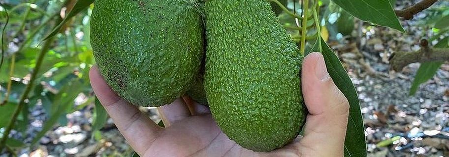 خرید نهال آووکادو دیررس