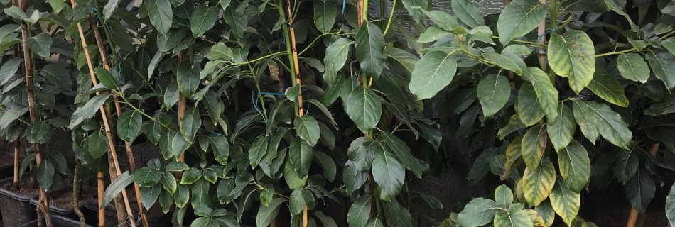 فروش عمده نهال آووکادو پیوندی