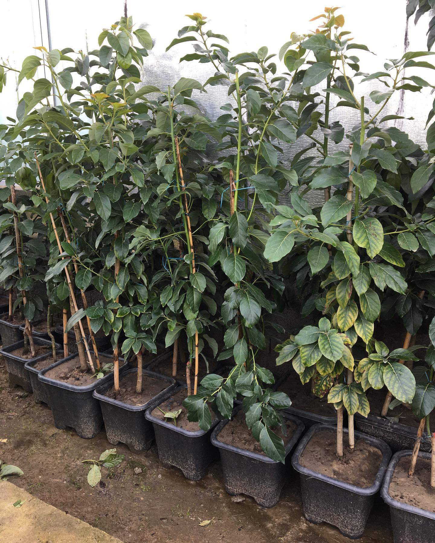 فروش عمده نهال آووکادو پیوندی