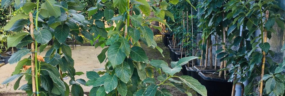 لیست قیمت نهال آووکادو