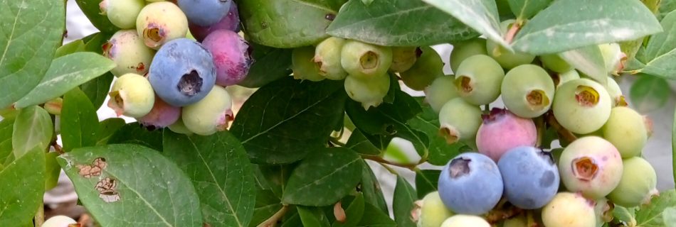 قیمت نهال بلوبری