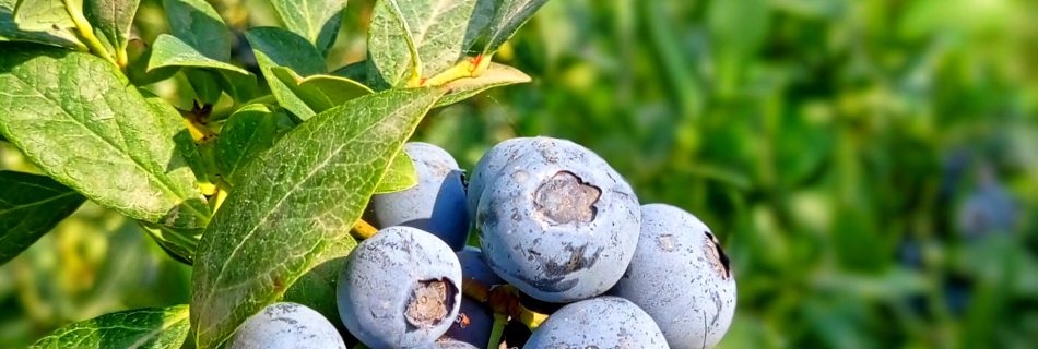 تولید بلوبری ایران