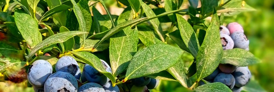 فروش نهال بلوبری