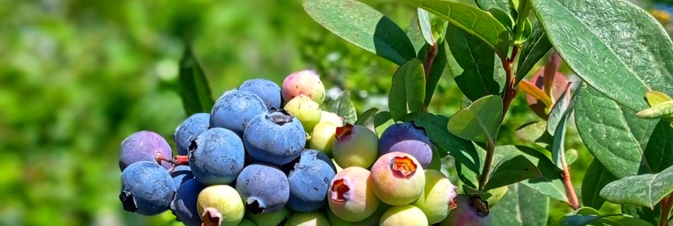 فروش نهال بلوبری دوساله