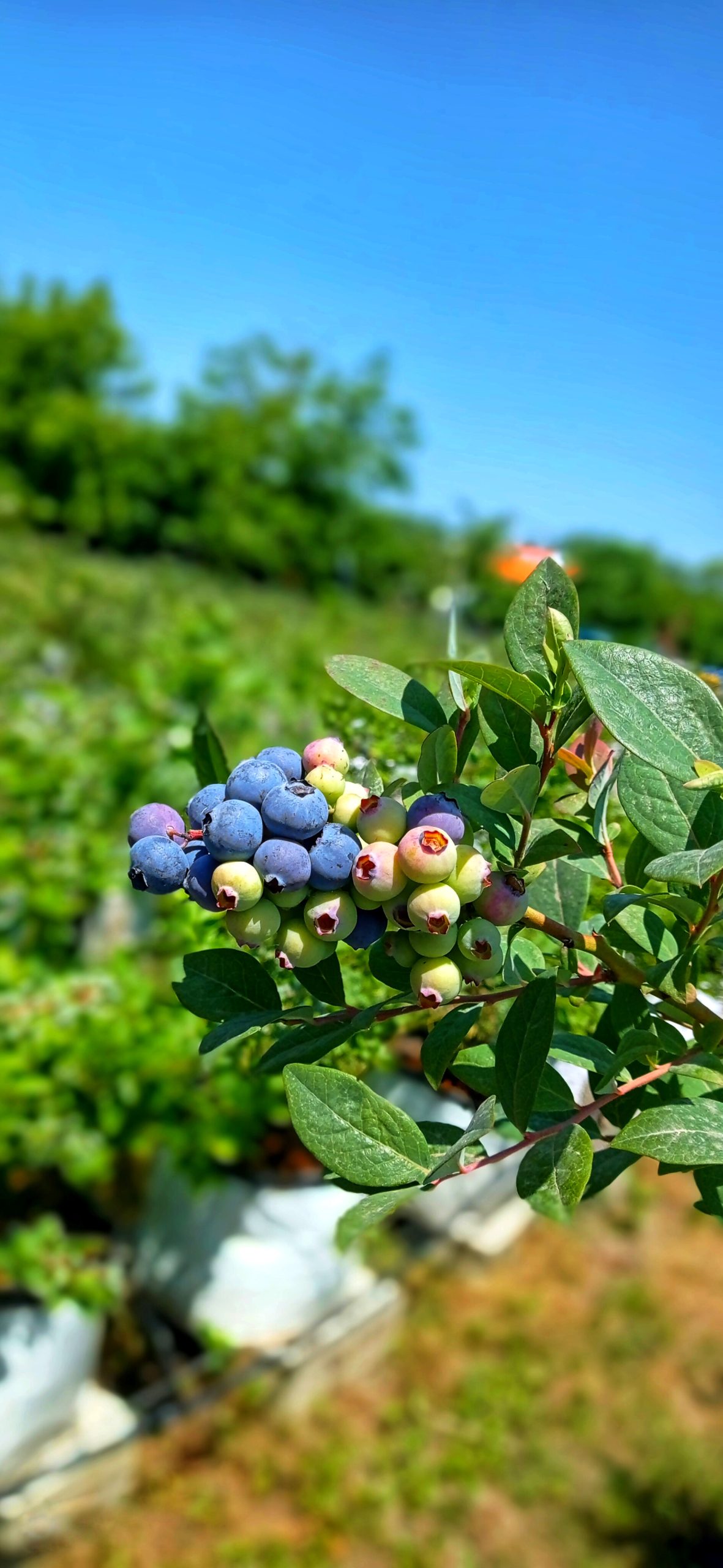 فروش نهال بلوبری دوساله