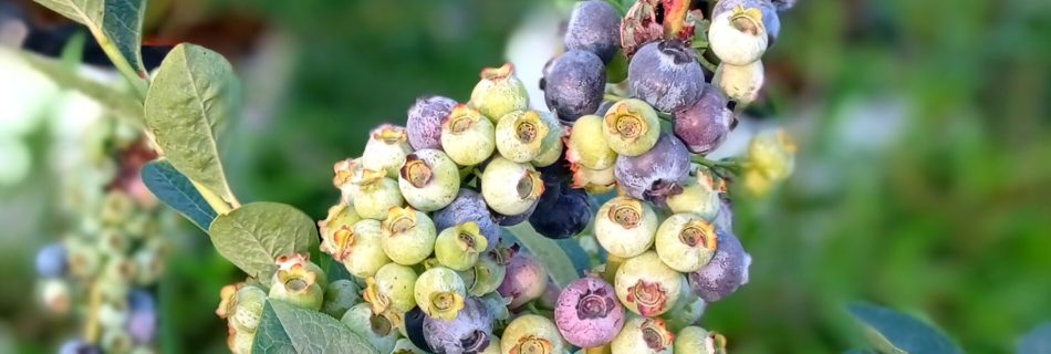 فروش نهال بلوبری سه ساله