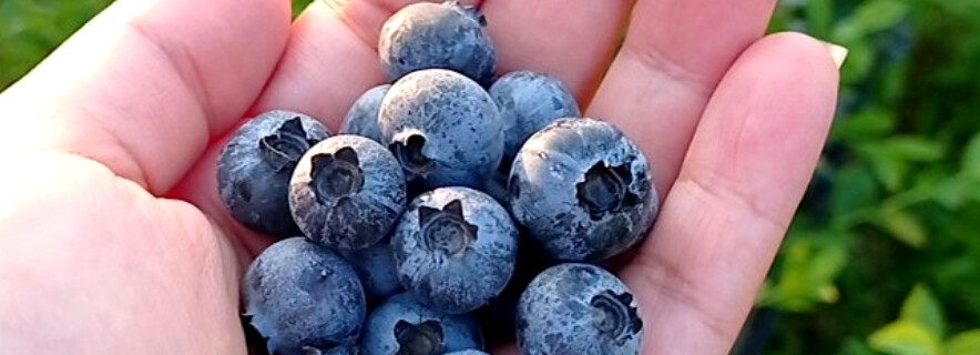 قیمت نهال بلوبری دوساله